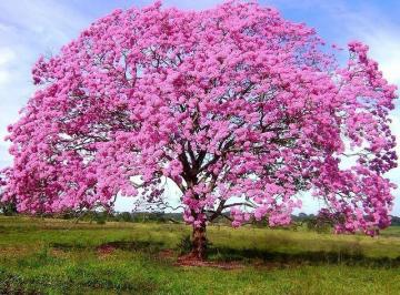 1458411762.jpg · Terreno Ipê Rosa | Rosa e Rangel