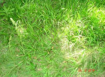 bcf4d42e6ed1da56200ff62ec417ac14910010e8 · Terreno à venda, 876 m² por R$ 400.000,00 - Granja Viana - Carapicuíba/SP