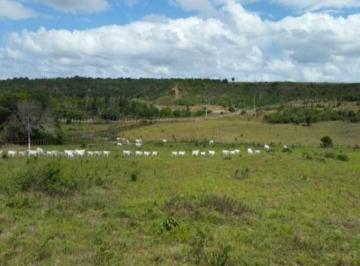VACADA NELORE NOS PASTOS · RENTABILIDADE  ANUAL DE PETROLEO GARANTIDA EM ENTRE RIOS - BA