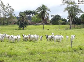 Foto 01 · VALE DO JIQUIRIÇÁ PARA ENGORDAR BOI PROXIMA A SANTO ANTONIO DE JESUS, EM LAJE - BA