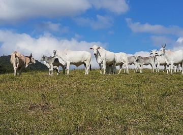 2021/05/146031577.jpg · VENDO FAZENDA DE 74 ALQUEIRES / PECUARIA REGIAO DE NATIVIDADE DA SERRA ( 4234 )
