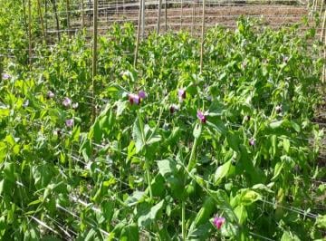 Foto 01 · Vendo área com 10.88.71 ha certificada orgânica desde 2009, com 13 mil pés de café nota 93 em 2018 e