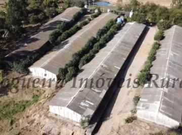 Rural , Porangaba · Sítio com 5 barracões de granja, 4,5 alqueires 
