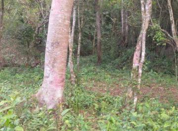 Terreno · 13000m² · Terreno à VENDA, localizado no bairro Ratones, Florianópolis- SC