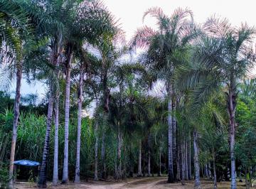 Rural de 2 quartos, Colinas do Sul · SÍTIO BEIRA RIO NA CHAPADA DOS VEADEIROS GOIÁS