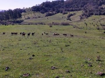 Rural , Taquara · Sitio com 18,5 Hectares em Taquara/RS na Localidade de Entrepelados com Água