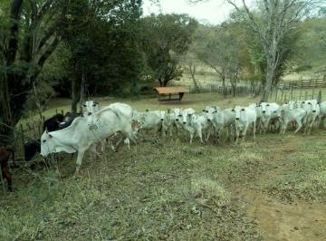 i0LCH34Z67zdn59_190612e07a12250a_o.jpg · Fazenda / Sítios / Chácaras com 1 quarto à venda em Cambuí, no bairro Zona Rural