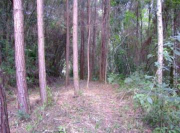 Mata plantada · Area, Vale Verde, Nova Petrópolis, RS