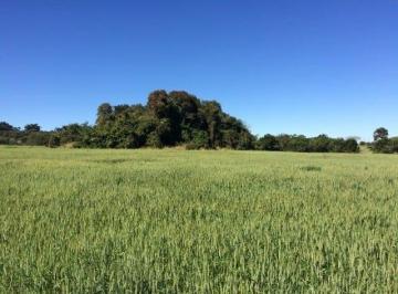 Foto 01 · Sítio 39 Alqueires, Rica em Água com Ribeirão na Divisa, 23 Alqueires em Área Plantada, Terra Mista,