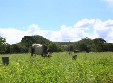 Rural de 4 quartos, São João D'Aliança · FAZENDA DUPLA APTIDÃO, SÃO JOÃO D ALIANÇA GOIÁS