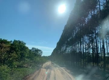 Foto 01 · FAZENDA COM EUCALIPTO A VENDA EM MINAS GERAIS - MG ??   - localizada em Brasilândia-MG * Área Total 