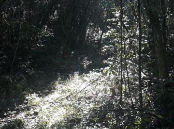 21544553_g.jpg · 
                                Área de terra bairro Linha Brasil Fundos, Nova Petrópolis RS
      