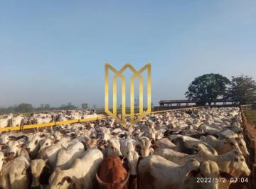 Fazenda em Juara - MT · Fazenda em Juara - MT