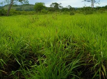 Rural de 4 quartos, Colinas do Sul · FAZENDA DUPLA APTIDÃO, LAVOURA E PECUÁRIA