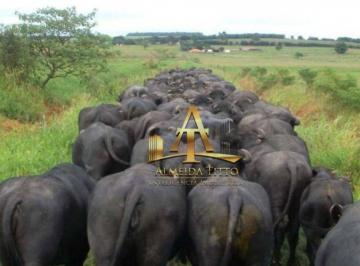 2b23ef6fba2c30d4b6d6d5e0fa5314c767482dcc · Fazenda de Búfalos à Venda na Região de Itaporanga SP