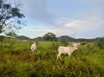 Rural , Colinas do Sul · FAZENDA DE PECUÁRIA, ESTADO DE GOIÁS