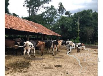Foto 11 · LINDA FAZENDA 178,99 HECTARES LOCALIZAÇÃO PRIVILEGIADA EM CRUZEIRO !