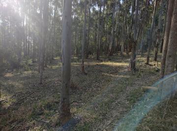 Foto 01 · Sítio 14,5 Alqueires, 9 Alqueires em Eucalipto, 3 Alqueires em Pasto, Casa Sede Boa, Casa de Caseiro