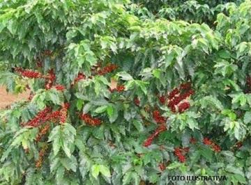 2022/08/5585d8d28e93f2c7e8721a38d2901b3a.jpg · Fazenda venda. Empório Negócios vende fazenda café na região sul de Minas Gerais.