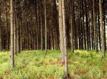 Foto 01 · Fazenda 96 Alqueires, 35 Alqueires em Pinus, Rico em Água com Açudes e Rio, Topografia Boa, 10 Alque