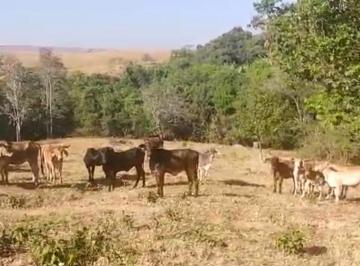 Rural , Cocalzinho de Goiás · Fazenda em girassol 21 alqueires porteira fechada 2.400.00”