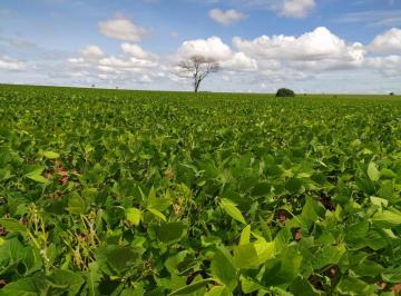21950183_g.jpg ·
FAZENDA EM SONORA - MATO GROSSO DO SUL