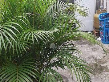 02ccd124b518c4eab6b76e9462df6dfef25134d1 · Sobrado com 2 dormitórios à venda, 170 m² por R$ 346.000,00 - Parada XV de Novembro - São Paulo/SP
