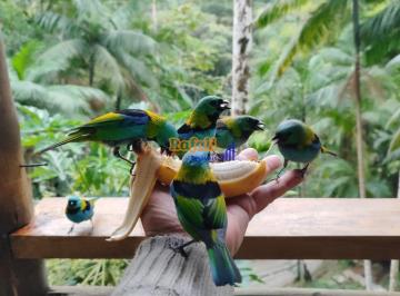 oppg8fs2nzm5zdu0zgu1yjyy_md · Sítio chácara Venda com nascente e natureza Águas Mornas  SC
