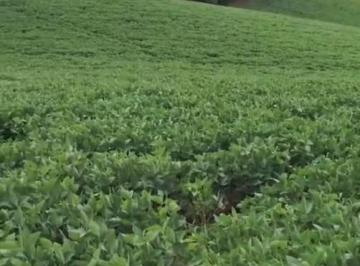 202605141456111337.jpeg · Terreno para Venda em São José dos Pinhais, Colonia Mergulhao