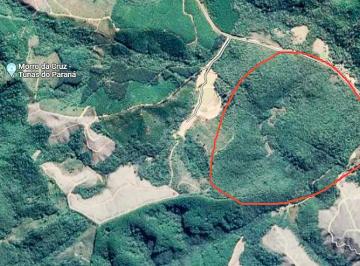 Rural , Tunas do Paraná · Oportunidade Única de Investimento em Reflorestamento de PINUS em Tunas