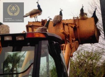 0cdc2ad70d1fd4d371f0ccc2405ac013cb931f47 · Terreno para alugar, 250000 m² por R$ 23.500,00/mês - Tijuca - Alvorada/RS
