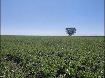 Foto 01 · Fazenda 53 Alqueires, 12 Mil Pés de Laranja, 3 Mil Pés de Abacate, Planta 40 Alqueires, Rica em Água