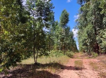 Rural · 2400ha · 1 Quarto · Fazenda de 2400 hectares com 700 ha de eucalipto em Buritizeiro-MG