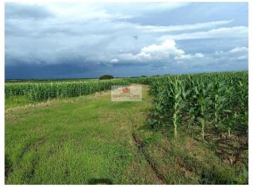 0b42ccab7303829691dd972924dd9ff7.jpg · Fazenda na região de Viseu-PA, com 25.000 hectares, dupla aptidão