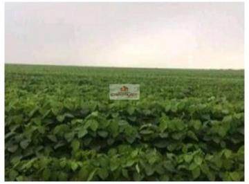 c0f091b7fc08dff70b4c51d563d84630.jpg · Fazenda com 35000 hectares, com 17000 hectares abertos