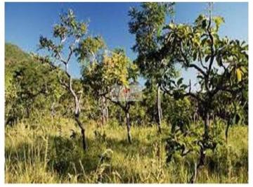 897f5e852f5df228053b08ef7e929732.jpg · Fazenda com 4.812 hectares, dentro de parque, bioma cerrado, própria compensação