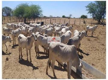 0f4e6d2795ead0247222648f581ce5dc.jpg · Fazenda com 31.000 hectares, 2.500 gados bovinos nelore (vaca, boi, bezerro)