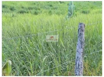 6d8dc8300cc20a1511a87d9d09860348.jpg · Fazenda na região de Balsas-MA, com 2000 hectares, dupla aptidão, com 500 hectares formados