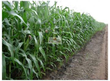 59b87bb4e2f5487e3d0bb5a75b799d82.jpg · Fazenda com 40 hectares, com 300 metros de margem de rodovia asfaltada