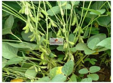 a0ade239feab7206f5574e4c8c31b779.jpg · Fazenda na região de Urucui-PI, com 2.450 hectares, dupla aptidão, própria para o cultivo de soja, b