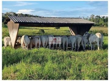 8e3ff9a494552441686295c35516e1d1.jpg · Fazenda na região de Altamira-PA, com 3.580 hectares, dupla aptidão