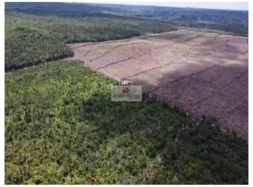 373f140ae5faa212381498f5c72c62ce.jpg · Fazenda com 1070 hectares, na região de São Pedro do Piauí, com 200 hectares abertos