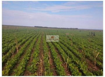1fdd24b5e8b21f02f4cb4e5a5f83f34f.jpg · Fazenda com 21000 hectares, dupla aptidão, plantando 9 mil hectares