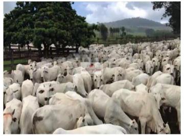 105a2eac970edc60c8f2ba6d24d27f3d.jpg · Fazenda na região de Palestina de Goiás-GO, com área de 12.000 hectares, toda aberta, com 8.252 de á