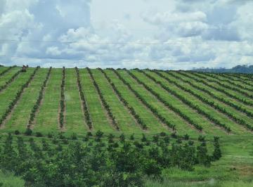 Foto 01 · Fazenda 181 Alqueires, 141 Alqueires em Laranja, Topografia Plana e Levemente Ondulada, Terra Boa, R
