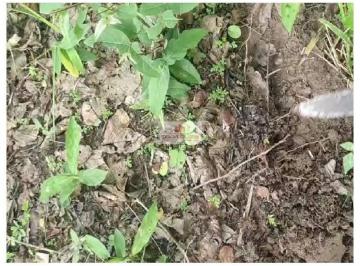b13ee2a4919d6af5af1e35eaa8390b13.jpg · Fazenda com 2.550 hectares, dupla aptidão, própria para o cultivo de grãos, chuva mínima de 1500mm