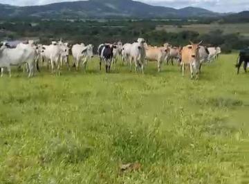 Rural · 150ha · 1 Quarto · Fazenda 7km centro Pouso Alegre/MG 150 hectares - Toda braqueara, curral, rancho
