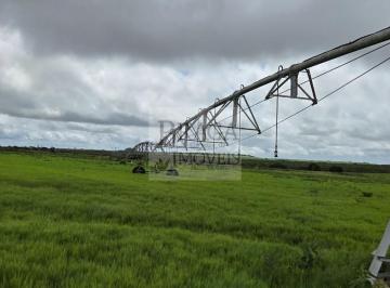Foto 37 · PRODUZINDO FENO DE TRASVALA IRRIGADO EM RIBEIRA DO POMBAL - BA