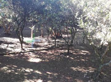 Foto 01 · Sitio, Loteamento Rural Palermo, Gravataí, RS