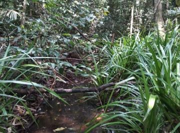 Rural , Belém · ÁREA PARA REPOSIÇÃO FLORESTAL BIOMA AMAZÔNICO.